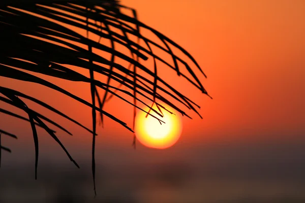 Sunset through palm brunch — Stock Photo, Image