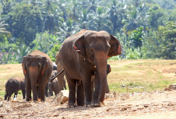Elefantes en el parque — Foto de Stock