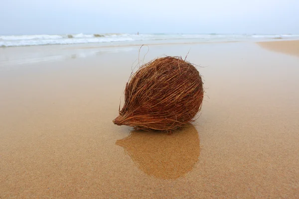 Coco na praia — Fotografia de Stock