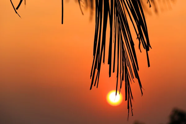 Gün batımı arka plan üzerinde palmiye brunch — Stok fotoğraf