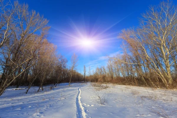 Väg i vinter skog — Stockfoto