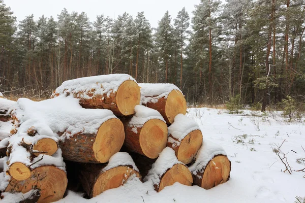 Brännvedens butik i vinter skog — Stockfoto