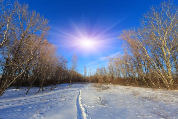 Caminho na floresta de inverno — Fotografia de Stock