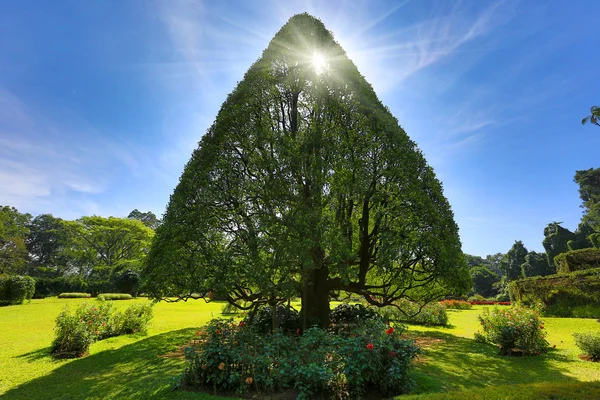 Triangular tree — Stock Photo, Image