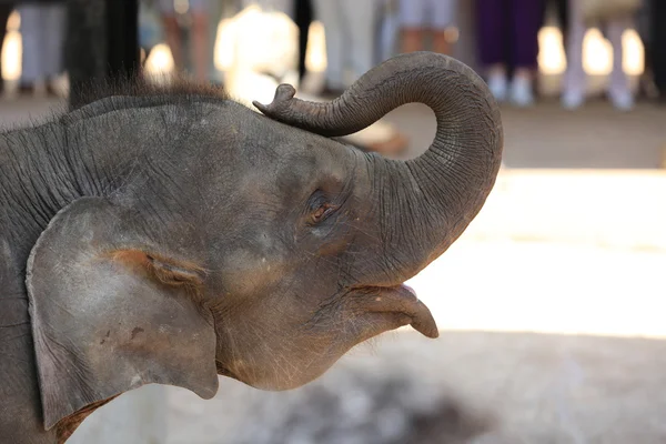 Cabeça de elefante — Fotografia de Stock