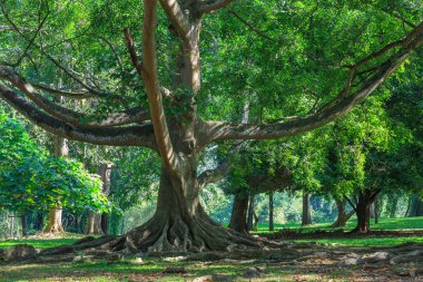 büyük ficus ağaç