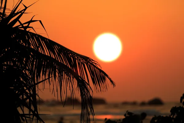 Пальма брюнетки на фоні заходу сонця — стокове фото