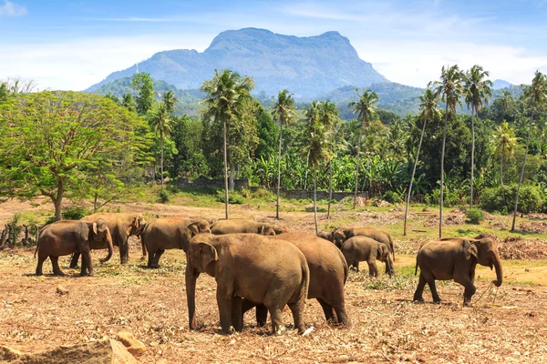 Éléphants dans le parc — Photo