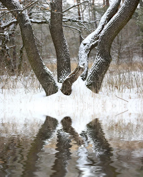 Dub v zimním lese — Stock fotografie