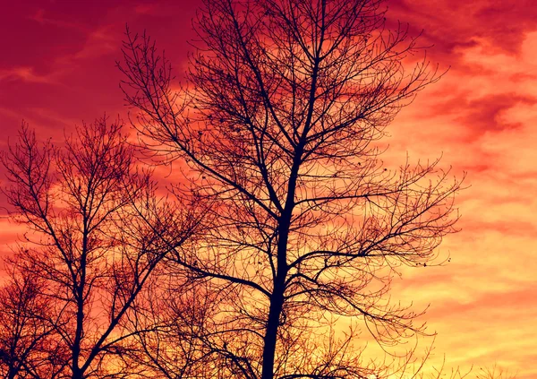 Bladloos boom brunches op rode hemel achtergrond — Stockfoto