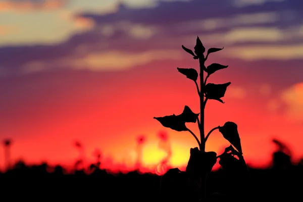 Bitkinin siluet günbatımı üzerinde — Stok fotoğraf