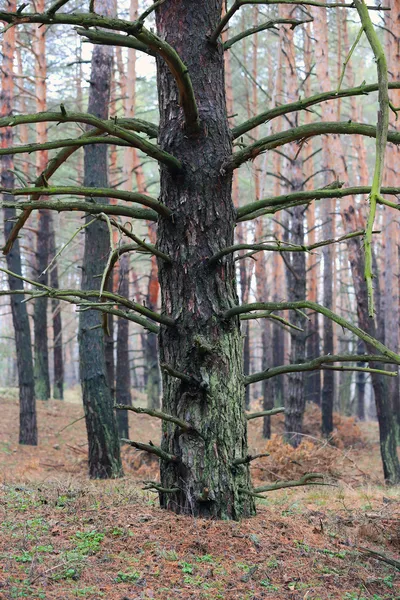 Oude pine in bos — Stockfoto