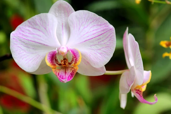 Flor agradável do orchid — Fotografia de Stock