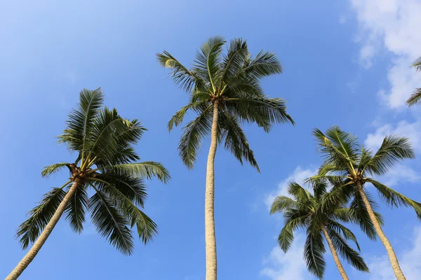 Пальмы и голубое небо — стоковое фото
