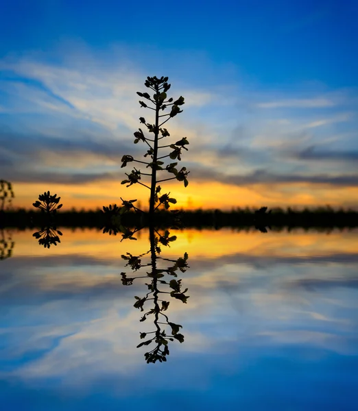 Plant on sunset background — Stock Photo, Image