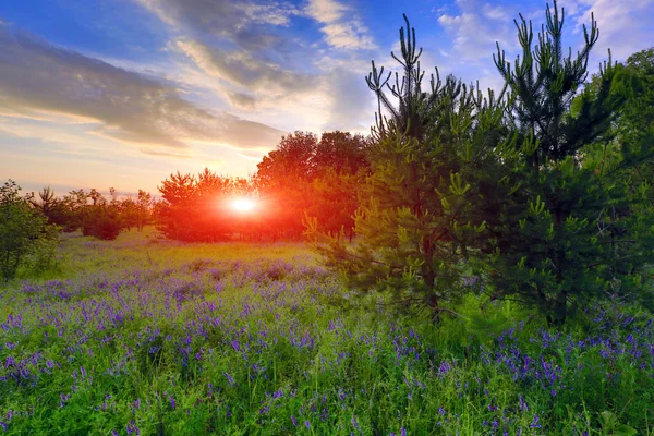 Puesta de sol sobre el prado en el bosque — Foto de Stock