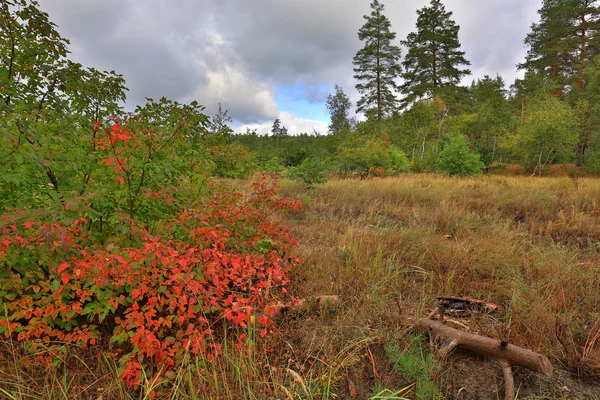 Höstscen i skogen — Stockfoto