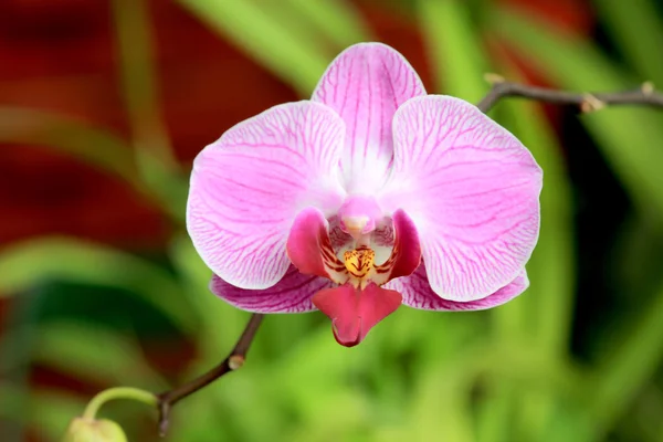 Flor agradável do orchid — Fotografia de Stock