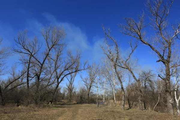 Giornata primaverile nella foresta — Foto Stock