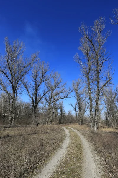 Route rurale dans la forêt de printemps — Photo