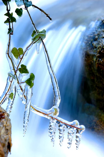Plante congelée près de cascade — Photo