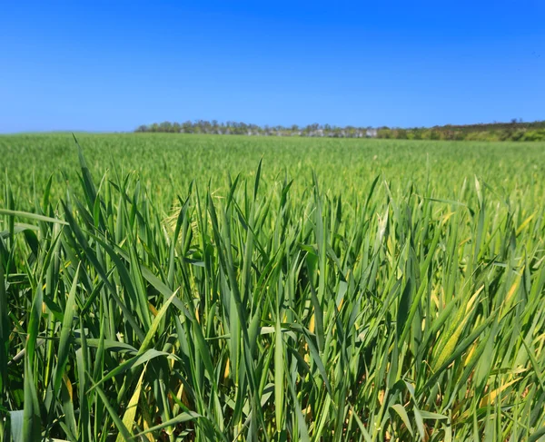 Green grassland — Stock Photo, Image