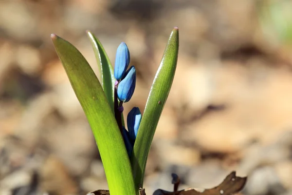 Fleurs printanières en forêt — Photo