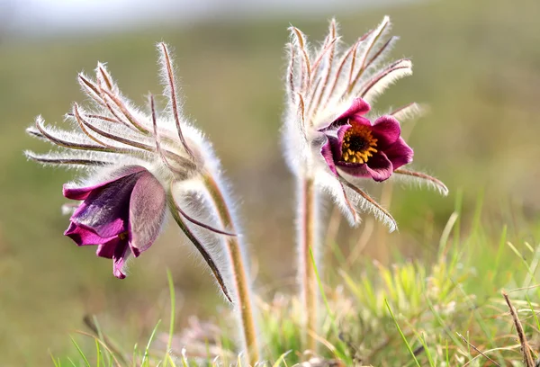 Two pasque flowers — Stock Photo, Image