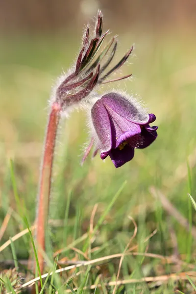 Fiore Pasque — Foto Stock