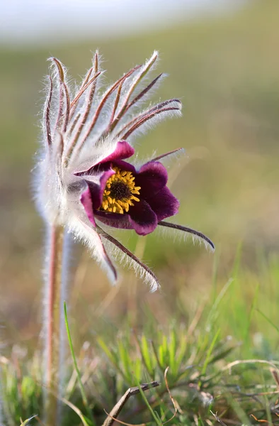 Pasque flower — Stock Photo, Image