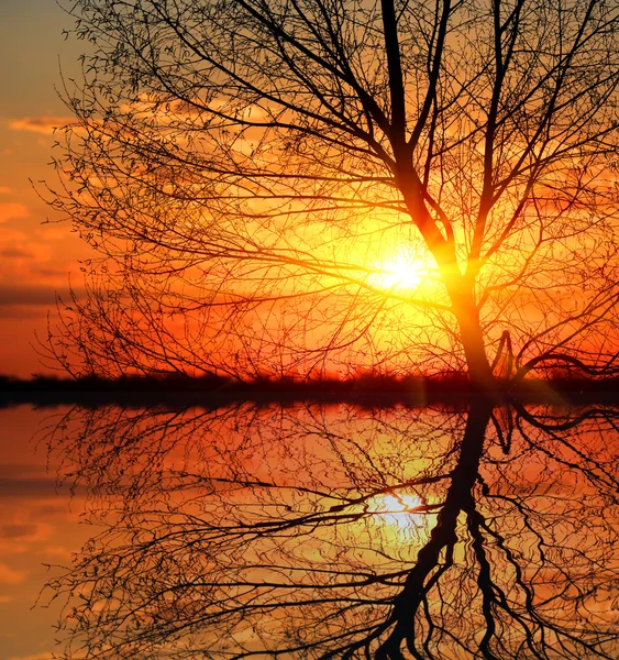 Blätterloser Baum vor Sonnenuntergang — Stockfoto