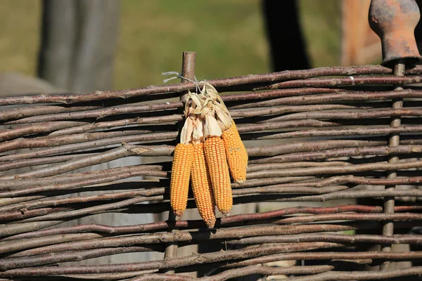 Куча кукурузы на деревянном заборе — стоковое фото