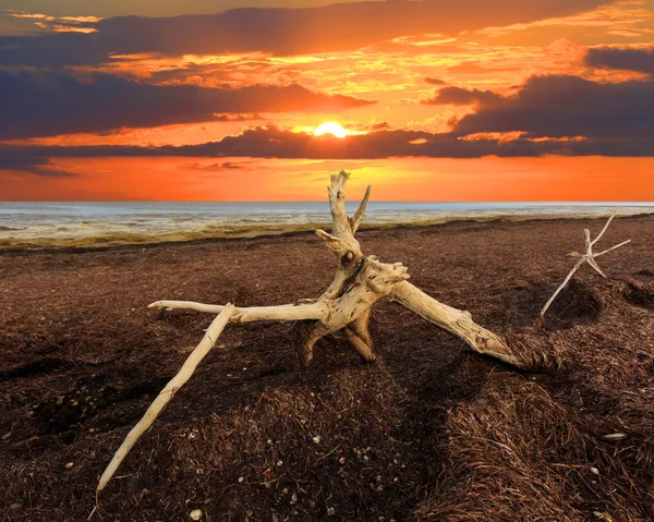 Vieil arbre sur la mer morte de Sivash — Photo