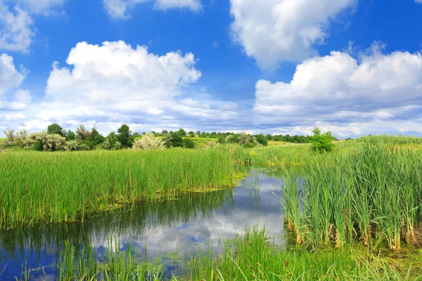 Летняя сцена на болоте — стоковое фото