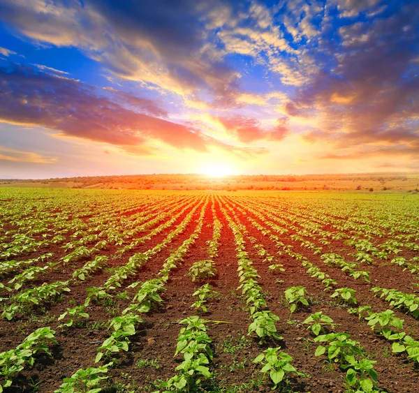 Joven boquillas en el campo — Foto de Stock