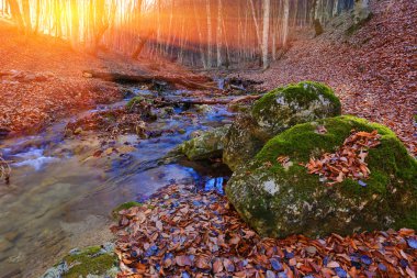 dağ orman sonbahar sahne