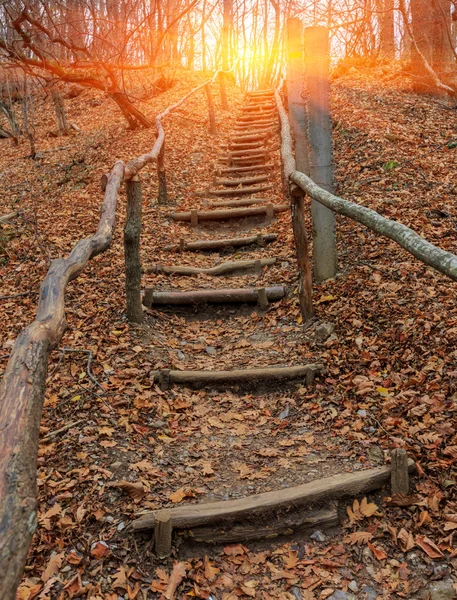 Wooden stars in autumn forest — Stock Photo, Image