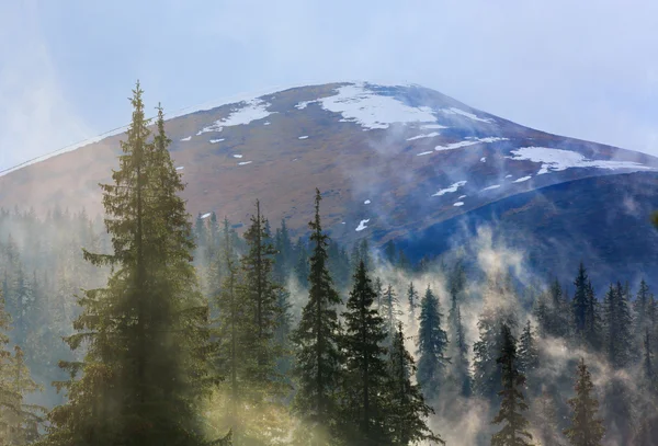 Floresta nebulosa no fundo da montanha — Fotografia de Stock