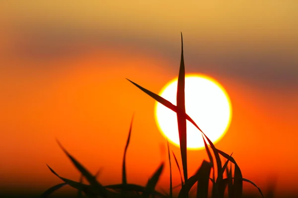 Hierba sobre el fondo del sol — Foto de Stock