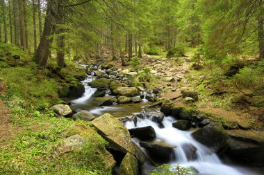Yeşil Ormandaki Dağ Nehri