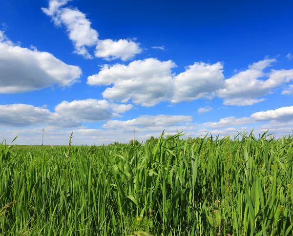 Erba verde sotto bel cielo — Foto Stock