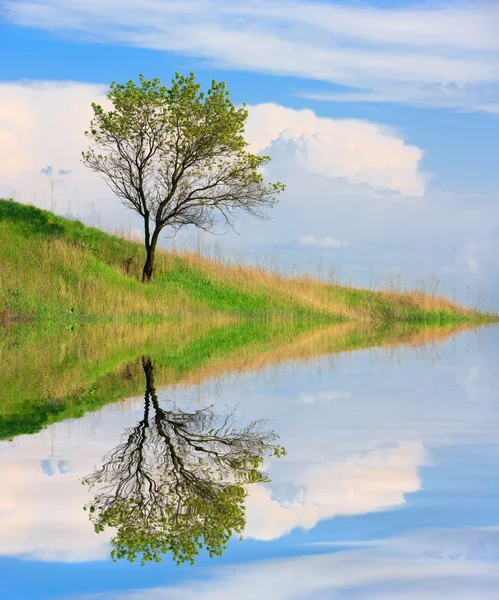 Su yakınındaki tepenin yamacındaki ağaç — Stok fotoğraf