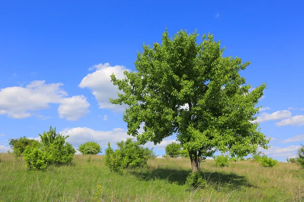 Árbol verde en el prado — Foto de Stock