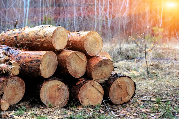 Troncos de madera en bosque —  Fotos de Stock