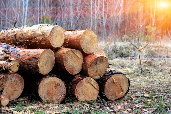 Wooden logs in forest — Stock Photo, Image