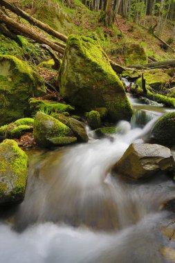 vahşi orman dağ dere