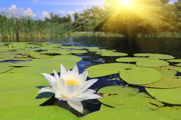 Mooi lily op water — Stockfoto