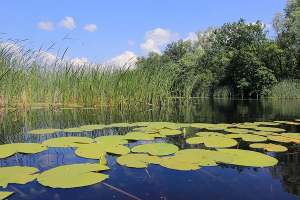 Woda lilyes liście nad jeziorem — Zdjęcie stockowe
