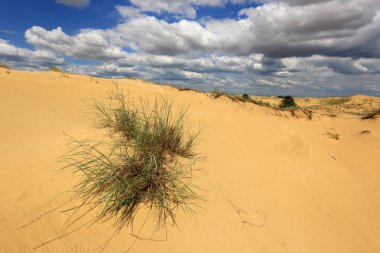 Sands bush