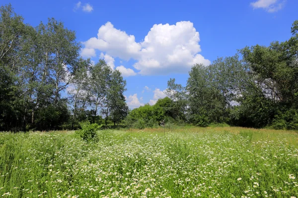 Medow miłych wakacji — Zdjęcie stockowe